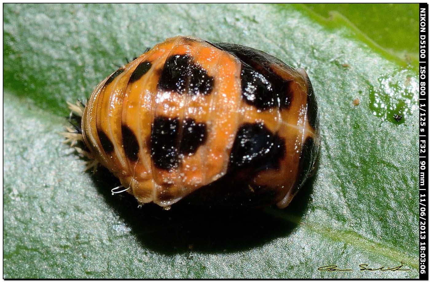 Pupa di Coccinellidae da id. 2